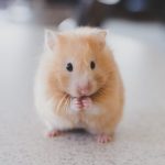 מלכודת עכברים – כל מה שאתם צריכים לדעת בשביל להשתמש בה בצורה נכונה